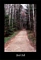 Birch Path