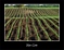 New Corn
