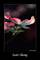 Dogwood