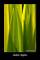 Iris Leaves