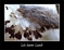 Milkweed pod