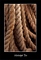 Miss Ties