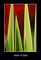 Nature In Spires