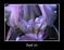 Purple Iris