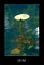 Lily Pad