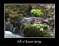 Raccoon  Springs